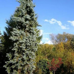 3Vojtěchovská Žofie 5. B.jpg