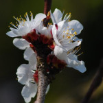 Iva Herynková10.jpg