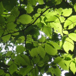 Iva Herynková12.jpg