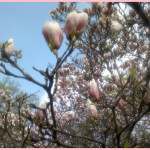 Kamila Kohoutová - síla jara (1).jpg