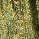 Kamila Kohoutová - zelený vodopád.jpg