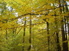 Stromy kolem nás (fotosoutěž)