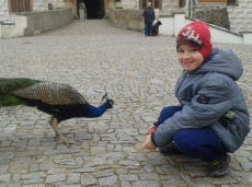 Krmení zvířátek 2.A